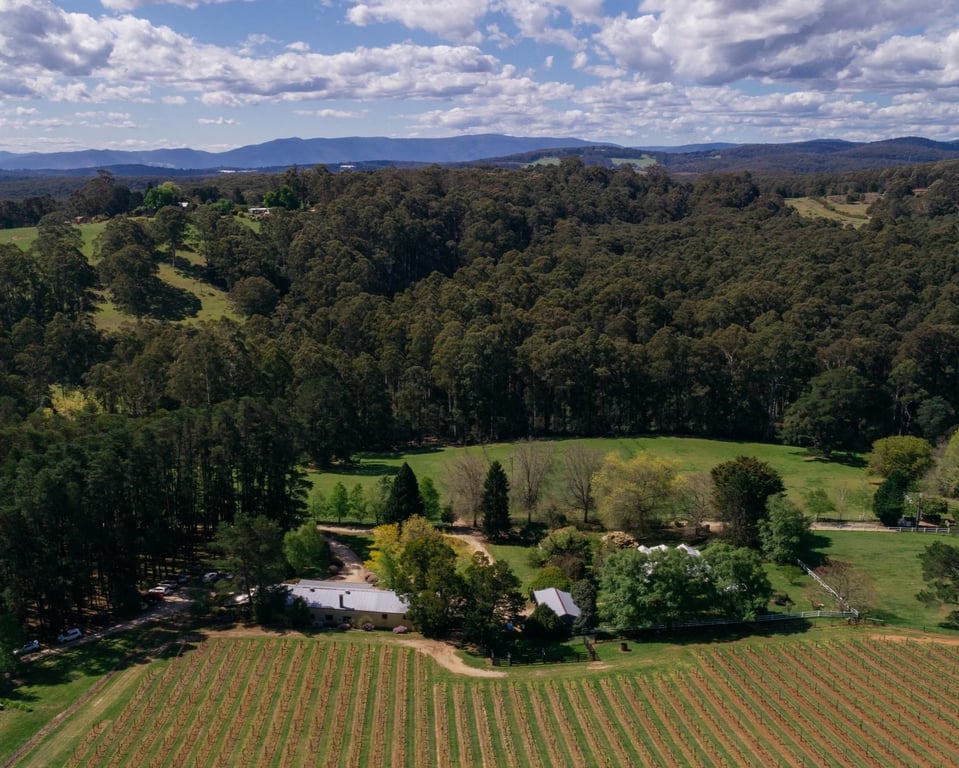 Swallowfield Vineyards photo 1